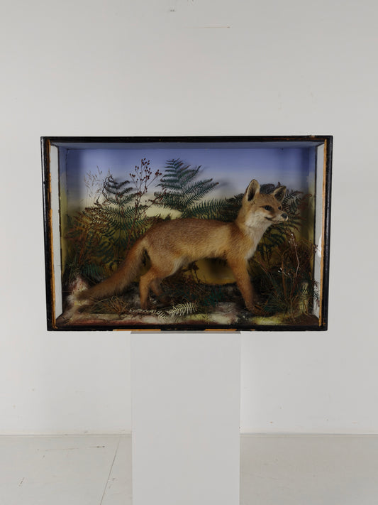 Fine 19th Century Cased Taxidermy by James Hutchings – Fox Cub in Decorative Setting