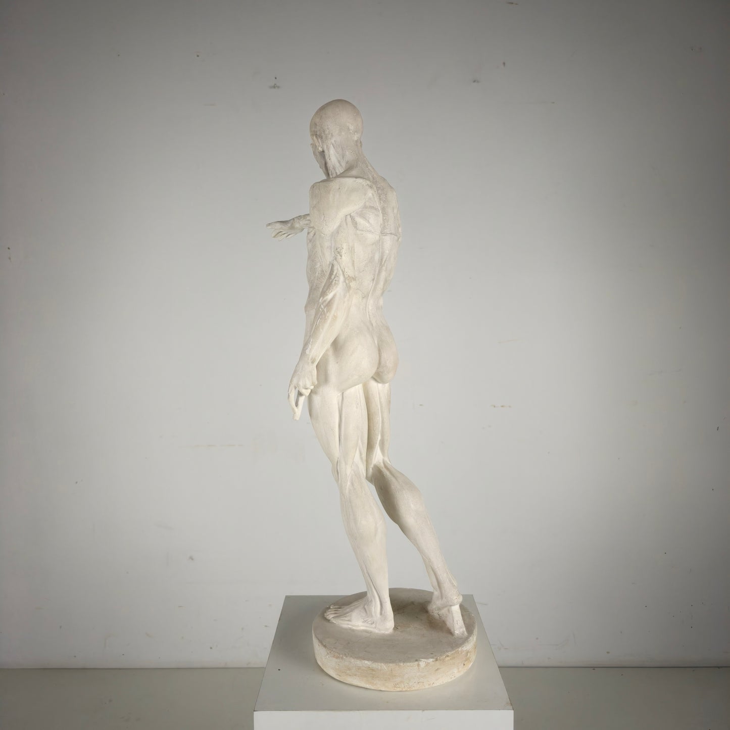 Écorché Anatomical Model – Plaster Sculpture Écorché Anatomical Model – Plaster Sculpture