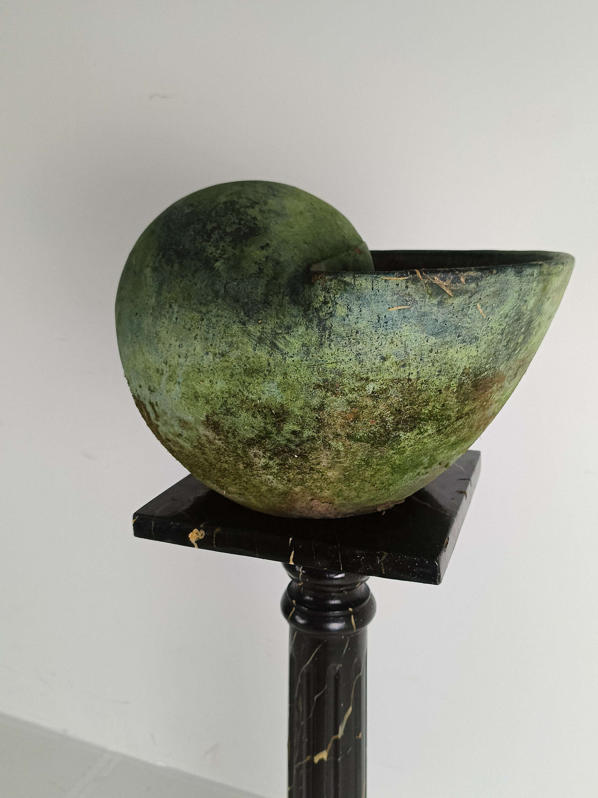 Beautiful Terracotta Cochlea With Amazing Patina Beautiful Terracotta Cochlea With Amazing Patina