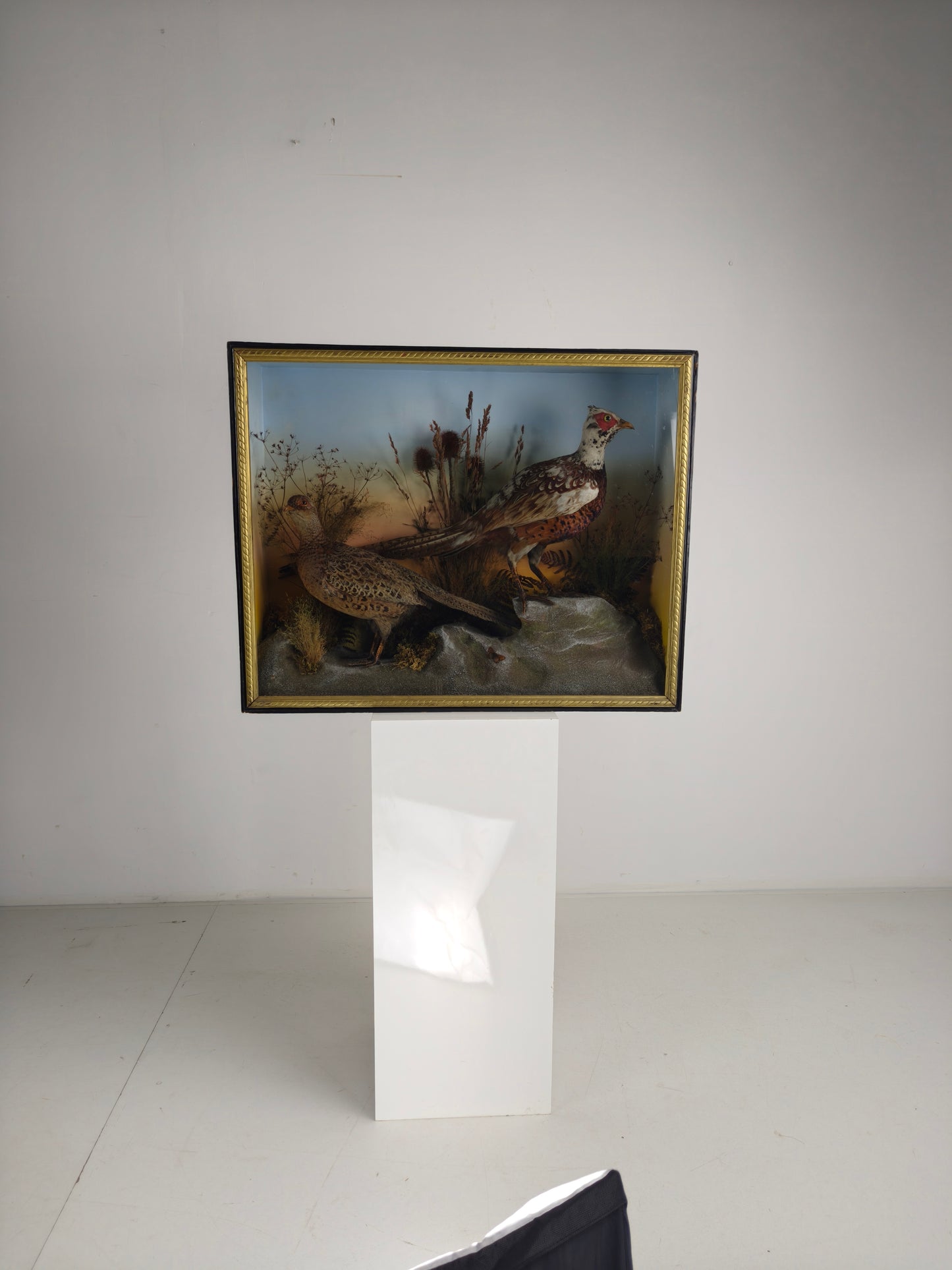 Fine 19th Century Cased Taxidermy by James Hutchings – Two Pheasants with Decorative Background