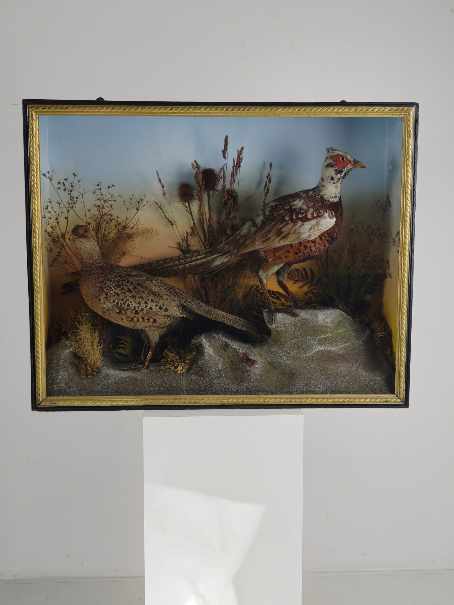 Fine 19th Century Cased Taxidermy by James Hutchings – Two Pheasants with Decorative Background
