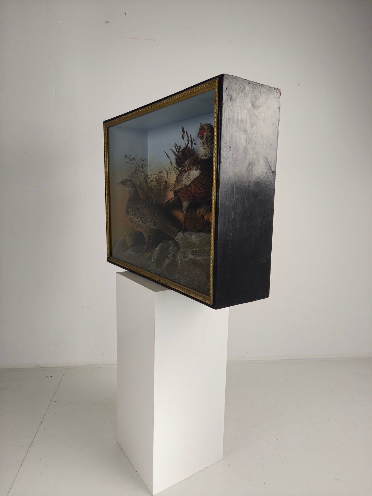 Fine 19th Century Cased Taxidermy by James Hutchings – Two Pheasants with Decorative Background