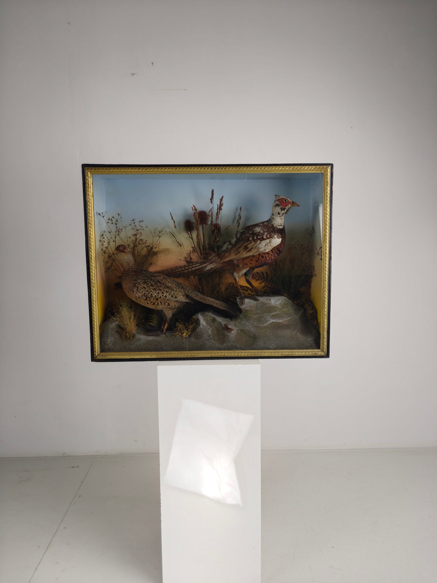 Fine 19th Century Cased Taxidermy by James Hutchings – Two Pheasants with Decorative Background