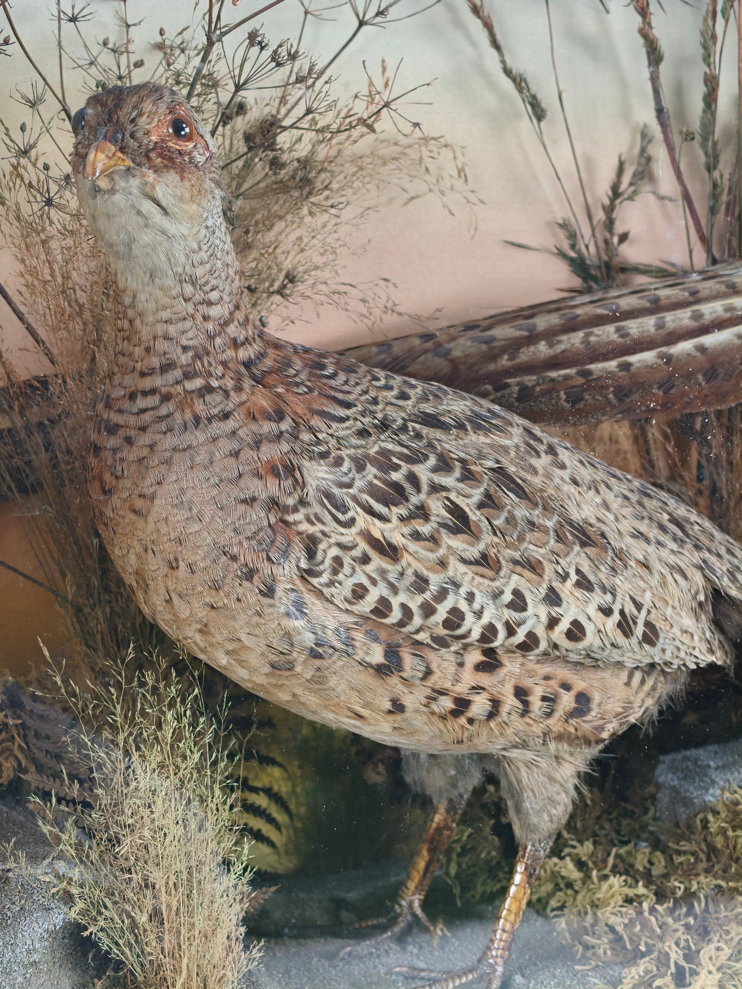 Fine 19th Century Cased Taxidermy by James Hutchings – Two Pheasants with Decorative Background