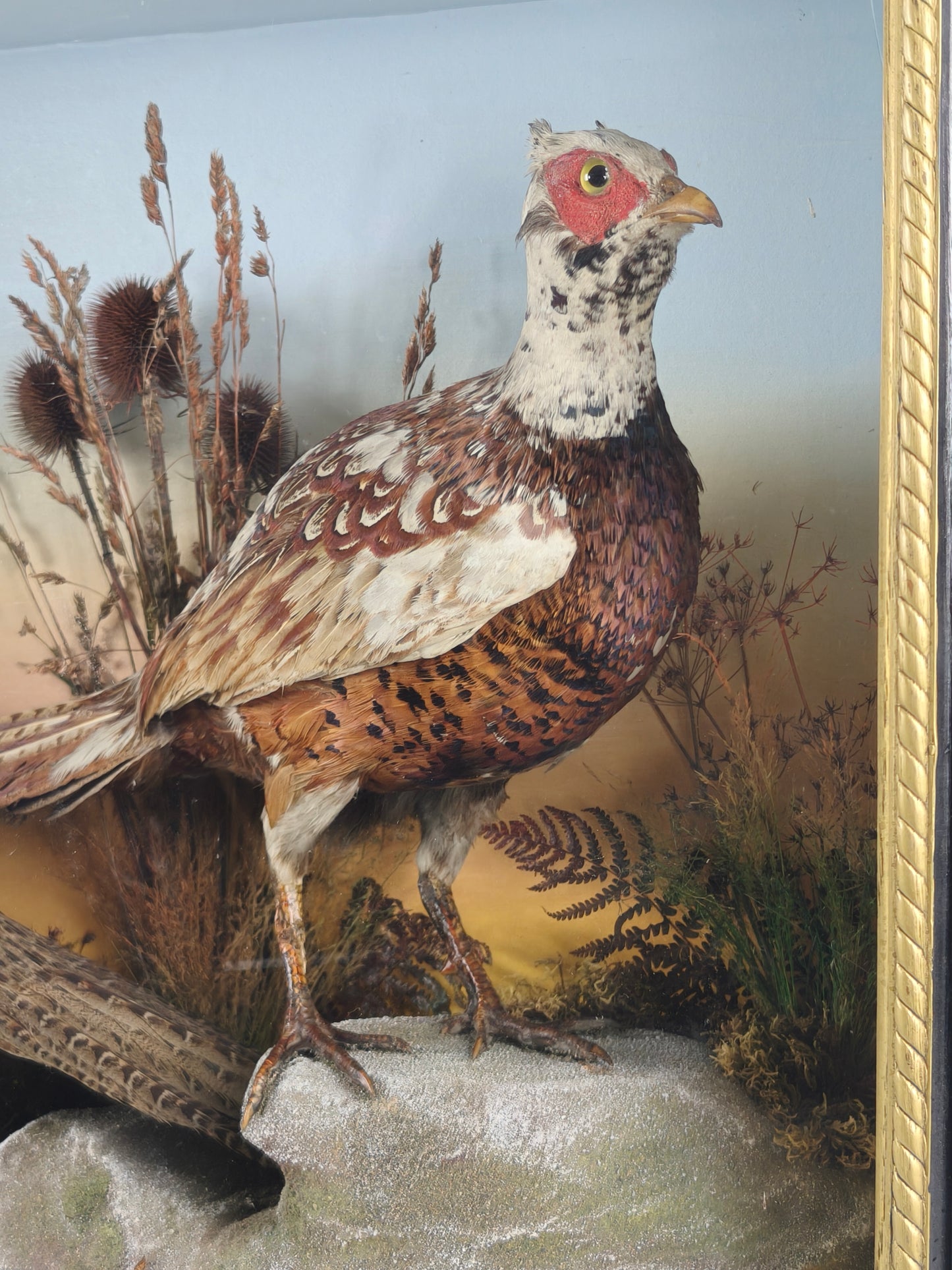 Fine 19th Century Cased Taxidermy by James Hutchings – Two Pheasants with Decorative Background