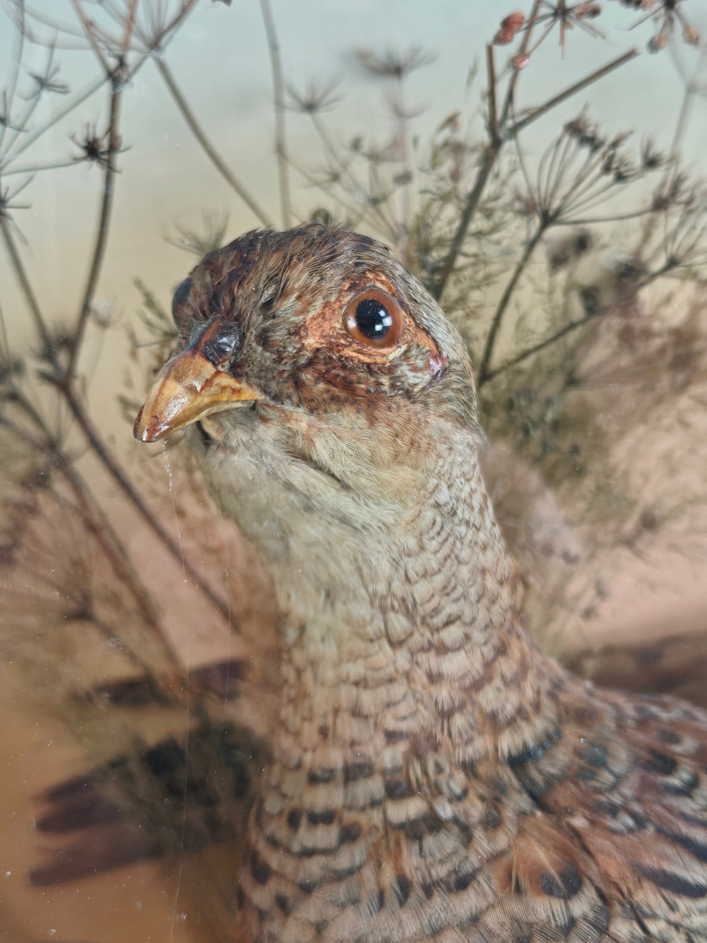 Fine 19th Century Cased Taxidermy by James Hutchings – Two Pheasants with Decorative Background