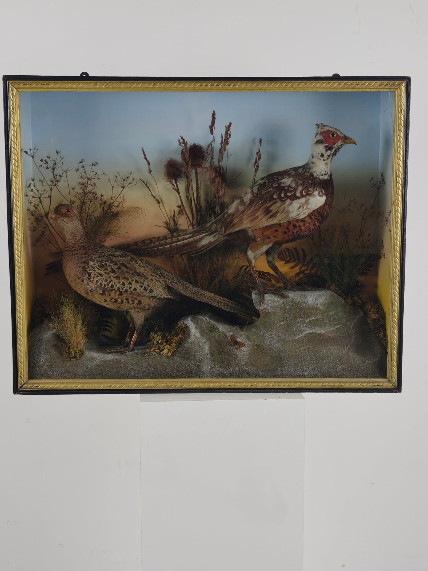 Fine 19th Century Cased Taxidermy by James Hutchings – Two Pheasants with Decorative Background
