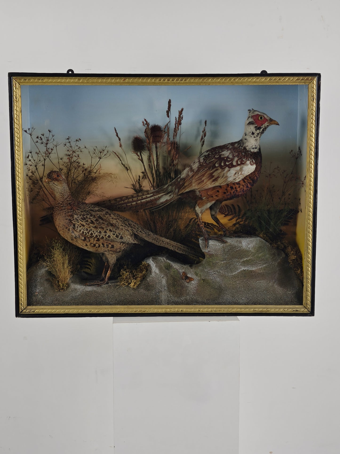 Fine 19th Century Cased Taxidermy by James Hutchings – Two Pheasants with Decorative Background