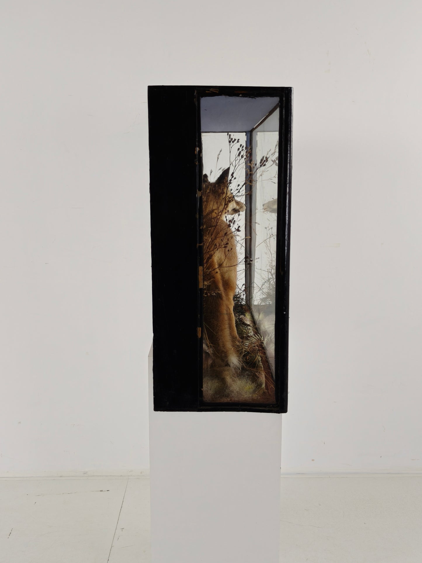 Fine 19th Century Cased Taxidermy by James Hutchings – Fox Cub in Decorative Setting