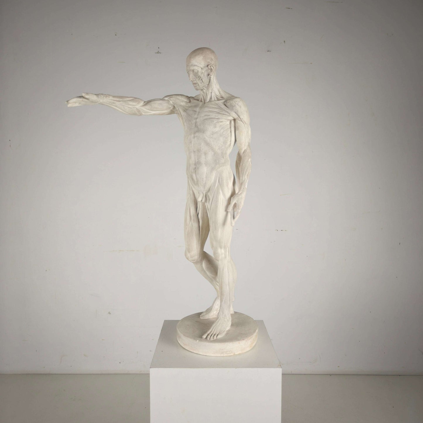 Écorché Anatomical Model – Plaster Sculpture Écorché Anatomical Model – Plaster Sculpture