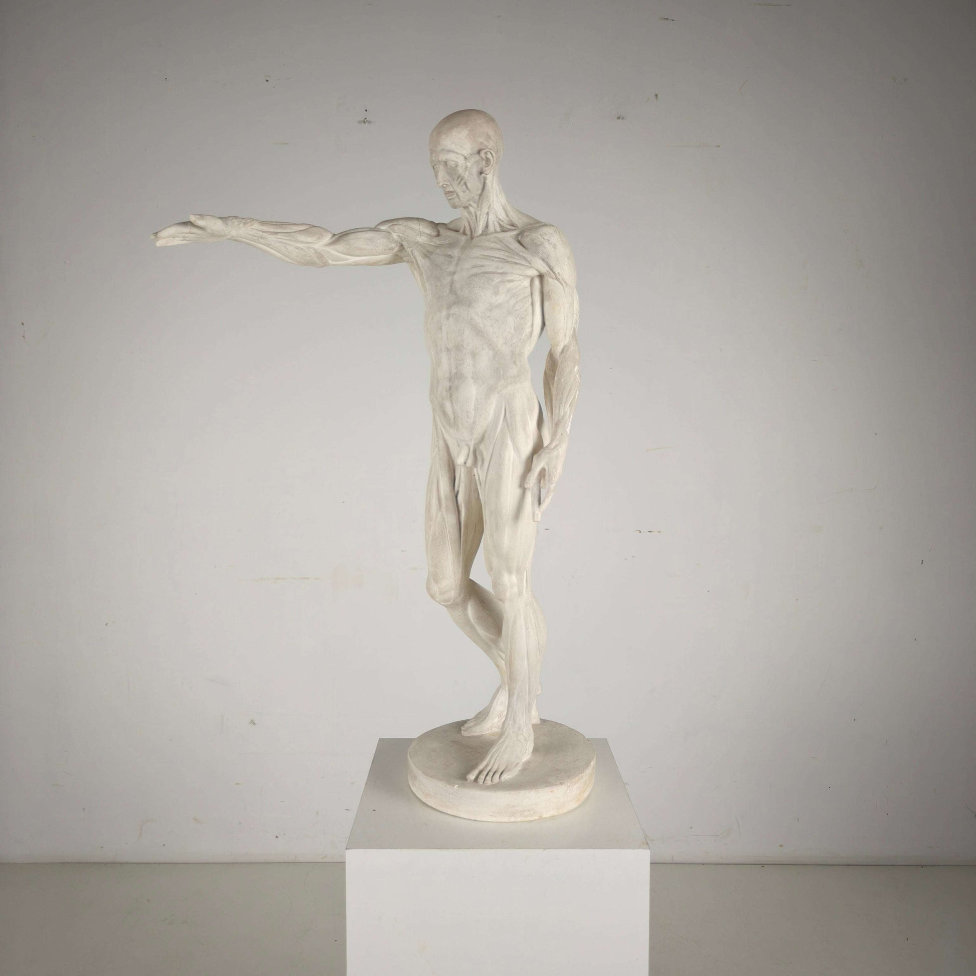 Écorché Anatomical Model – Plaster Sculpture Écorché Anatomical Model – Plaster Sculpture