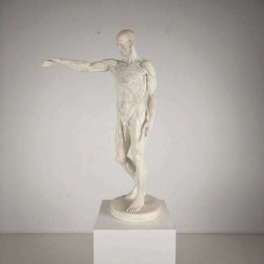 Écorché Anatomical Model – Plaster Sculpture Écorché Anatomical Model – Plaster Sculpture