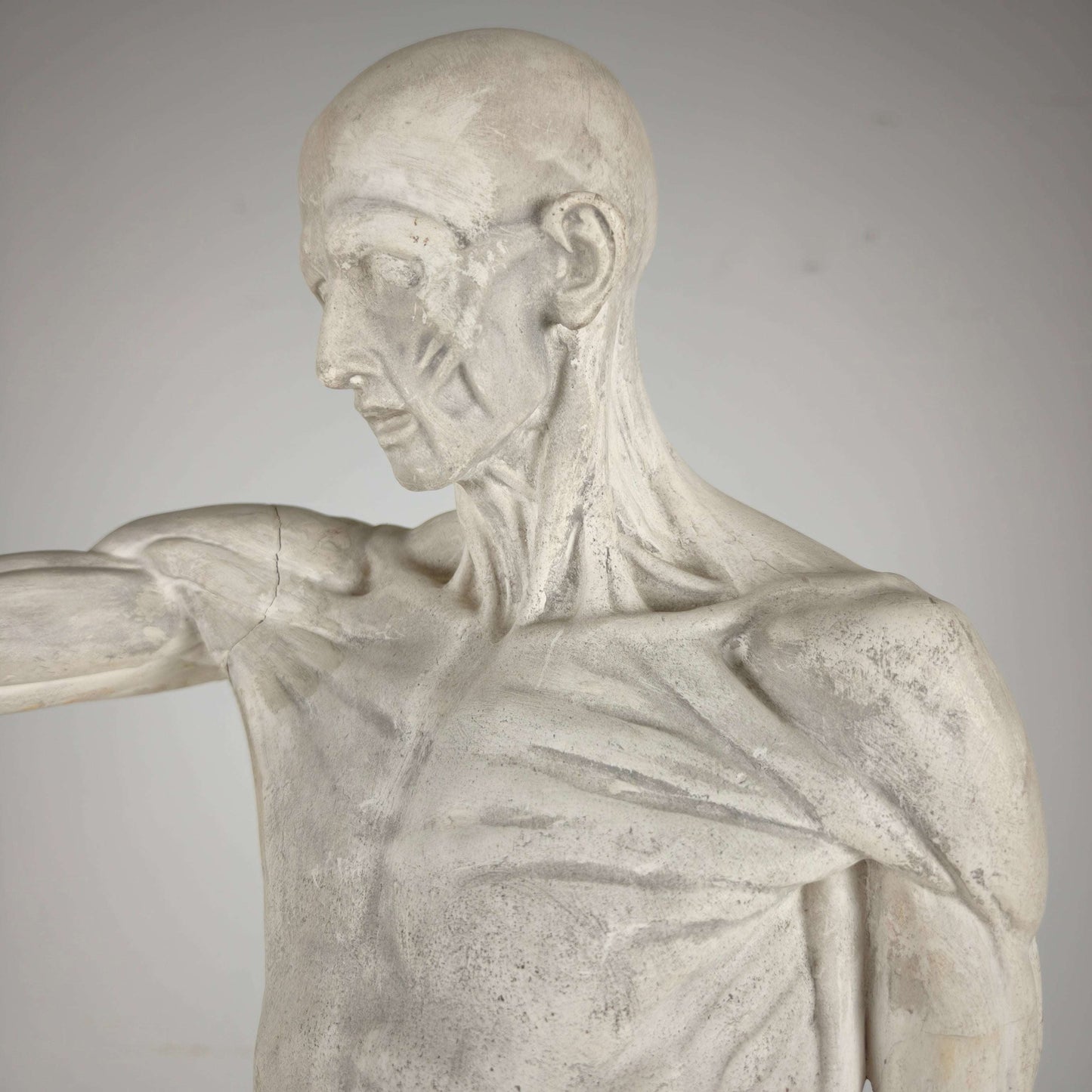 Écorché Anatomical Model – Plaster Sculpture Écorché Anatomical Model – Plaster Sculpture