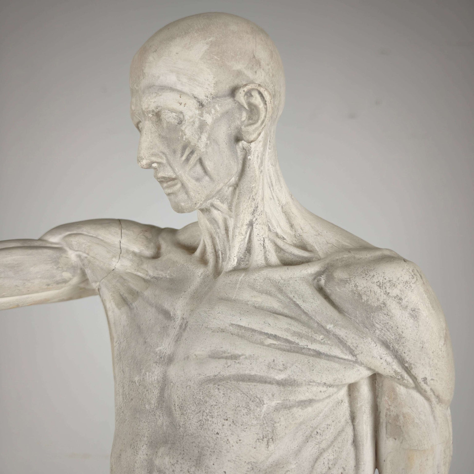 Écorché Anatomical Model – Plaster Sculpture Écorché Anatomical Model – Plaster Sculpture