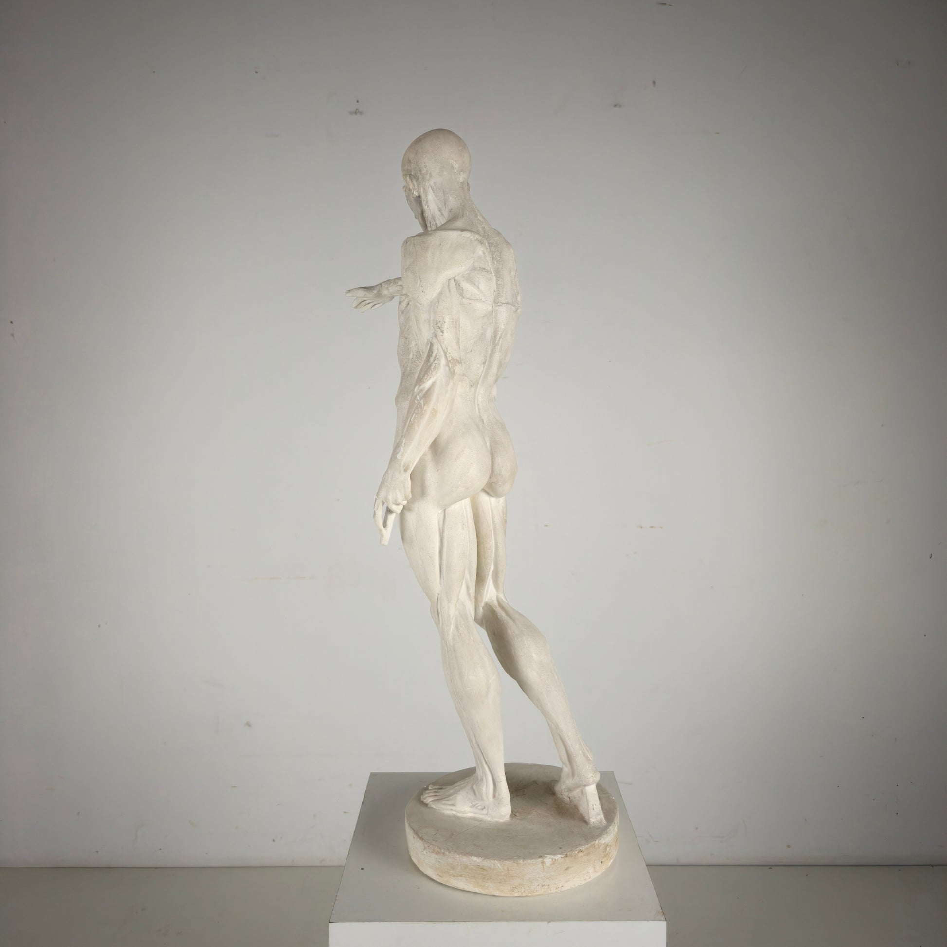 Écorché Anatomical Model – Plaster Sculpture Écorché Anatomical Model – Plaster Sculpture
