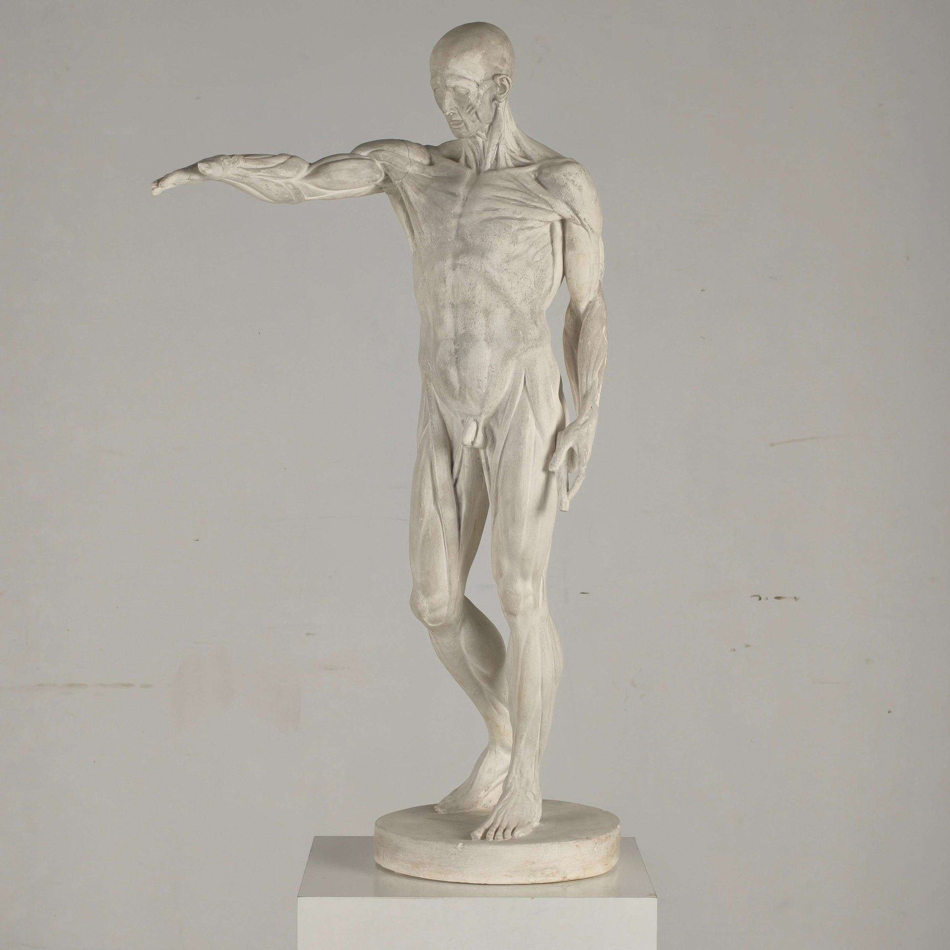 Écorché Anatomical Model – Plaster Sculpture Écorché Anatomical Model – Plaster Sculpture