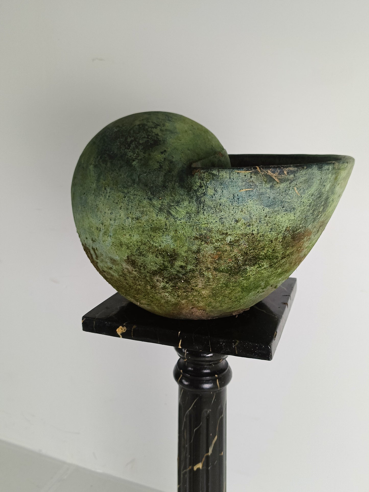 Beautiful Terracotta Cochlea With Amazing Patina Beautiful Terracotta Cochlea With Amazing Patina