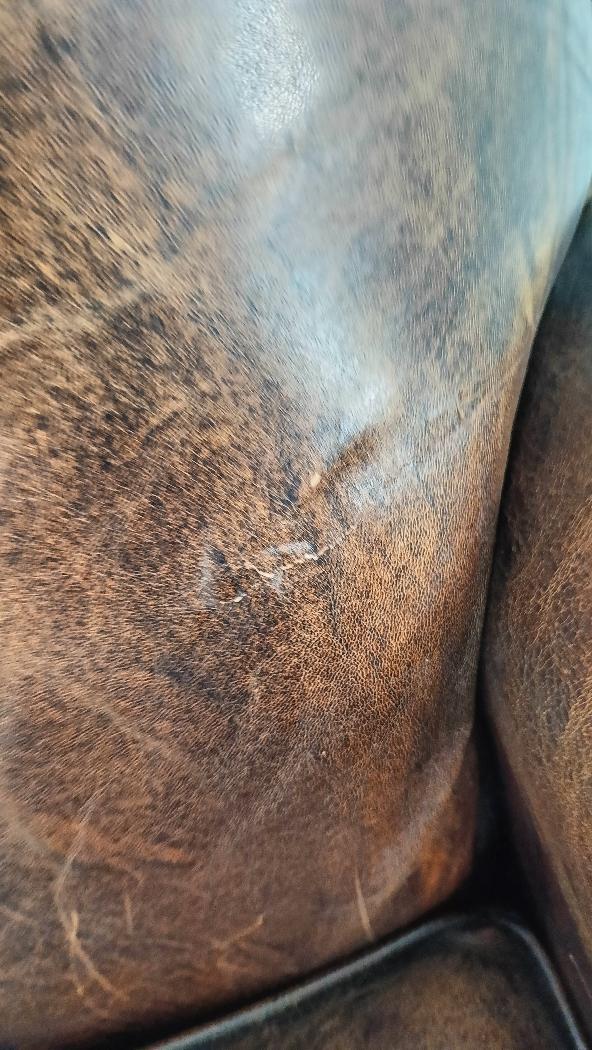 Beautifully Patinated Sheep Leather Sofa Beautifully Patinated Sheep Leather Sofa