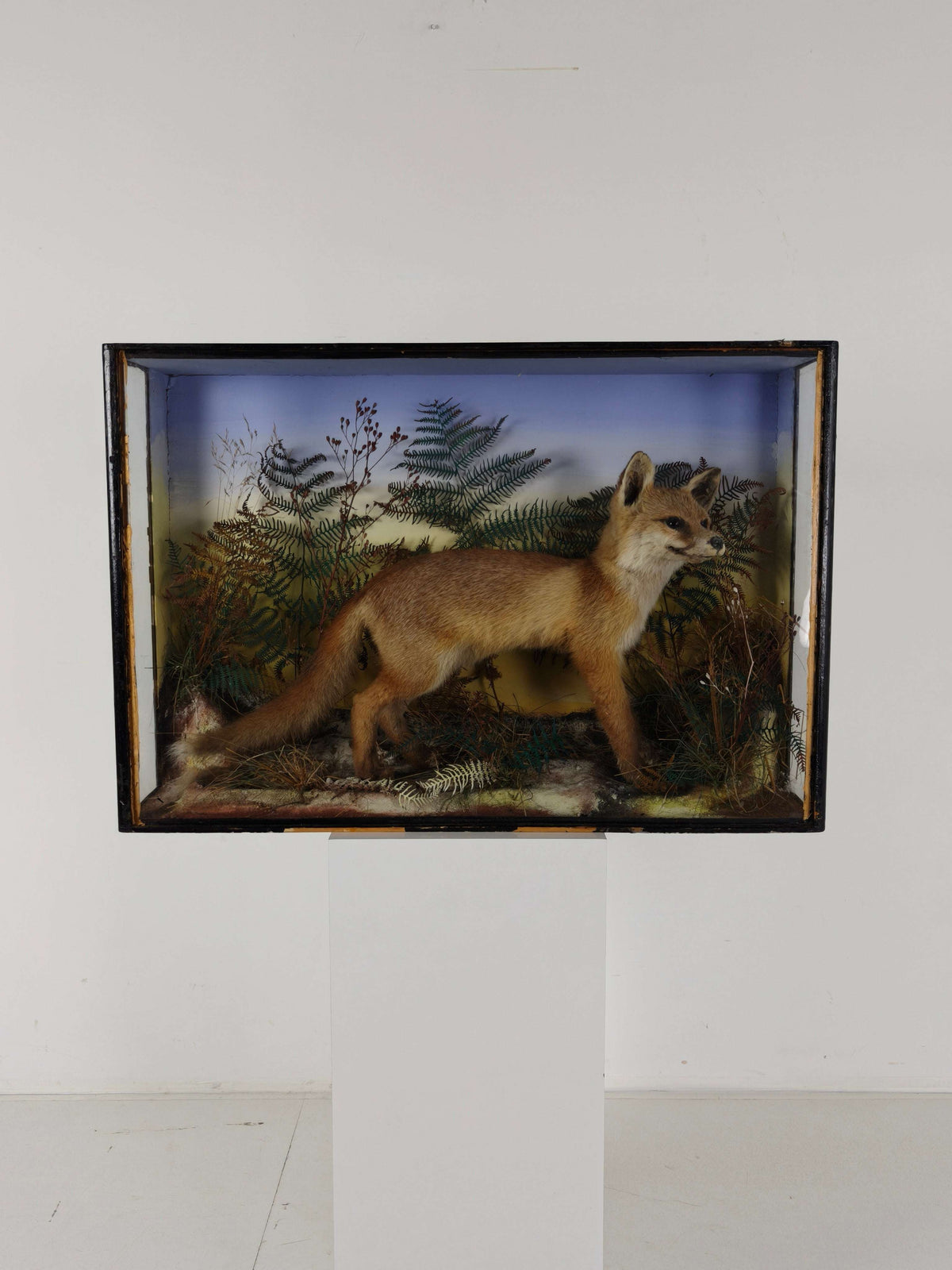 Fine 19th Century Cased Taxidermy by James Hutchings – Fox Cub in Decorative Setting Fine 19th Century Cased Taxidermy by James Hutchings – Fox Cub in Decorative Setting