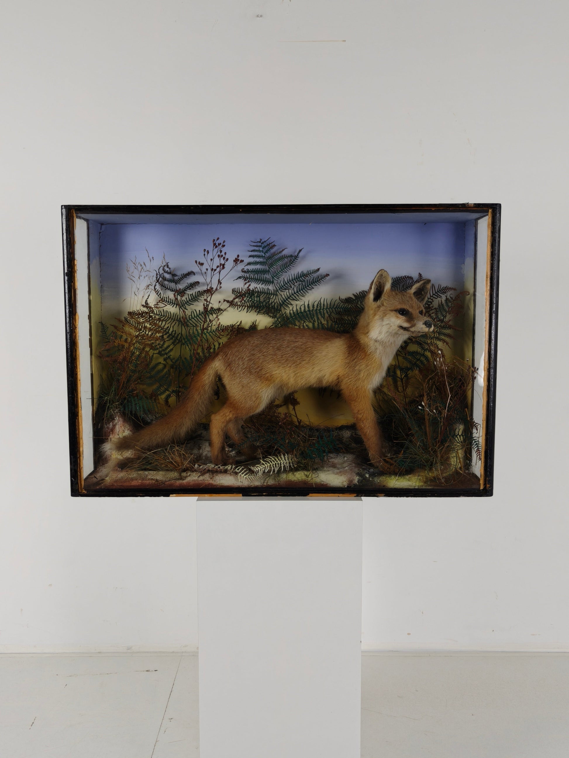 Fine 19th Century Cased Taxidermy by James Hutchings – Fox Cub in Decorative Setting Fine 19th Century Cased Taxidermy by James Hutchings – Fox Cub in Decorative Setting