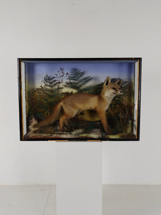 Fine 19th Century Cased Taxidermy by James Hutchings – Fox Cub in Decorative Setting Fine 19th Century Cased Taxidermy by James Hutchings – Fox Cub in Decorative Setting