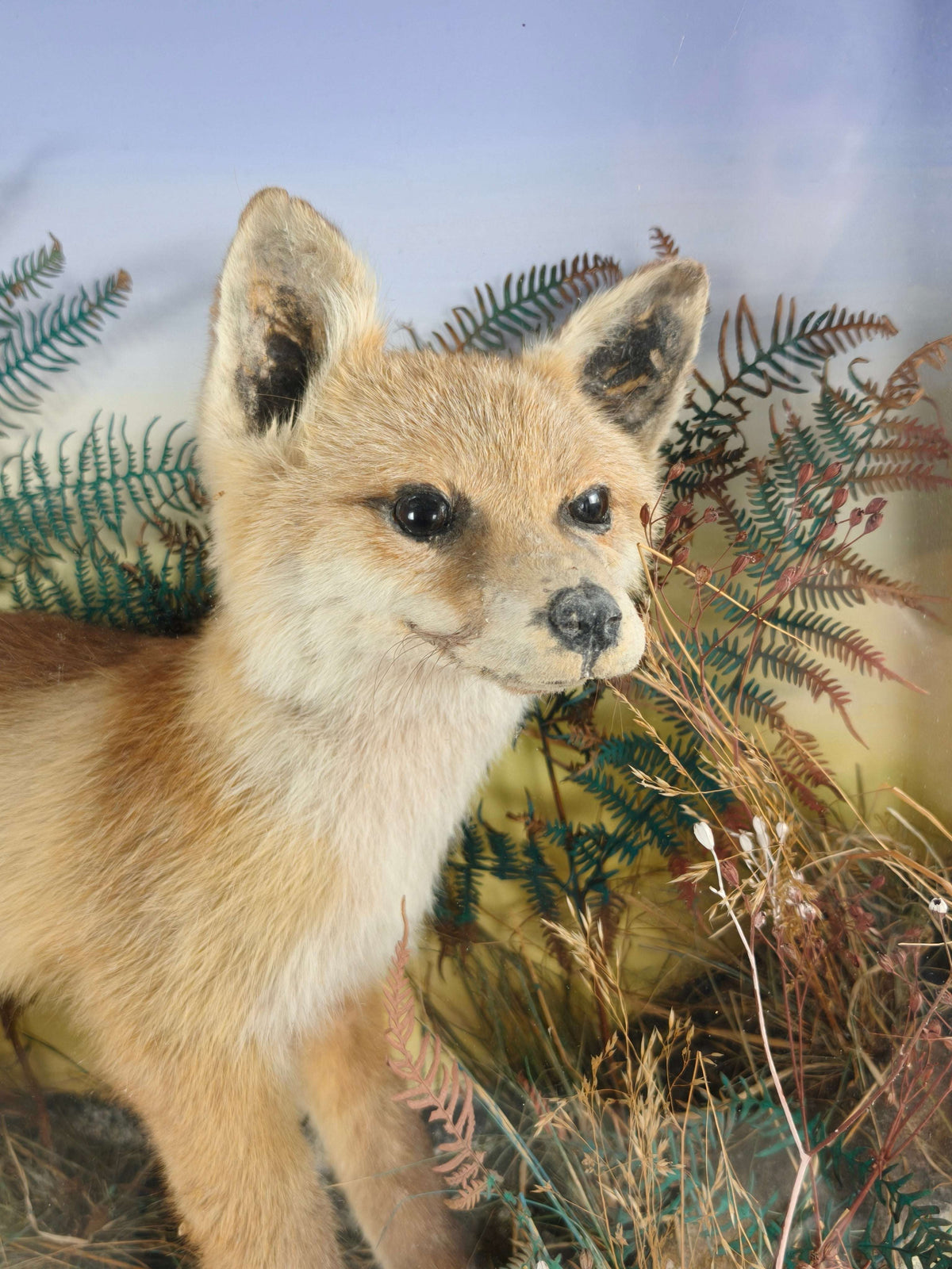Fine 19th Century Cased Taxidermy by James Hutchings – Fox Cub in Decorative Setting Fine 19th Century Cased Taxidermy by James Hutchings – Fox Cub in Decorative Setting