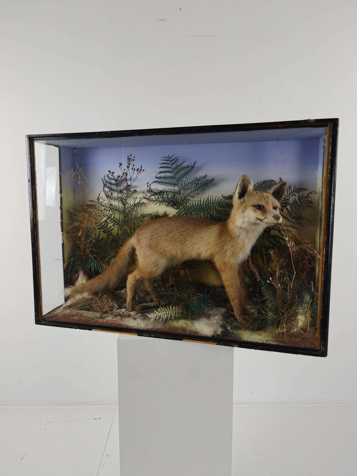 Fine 19th Century Cased Taxidermy by James Hutchings – Fox Cub in Decorative Setting Fine 19th Century Cased Taxidermy by James Hutchings – Fox Cub in Decorative Setting