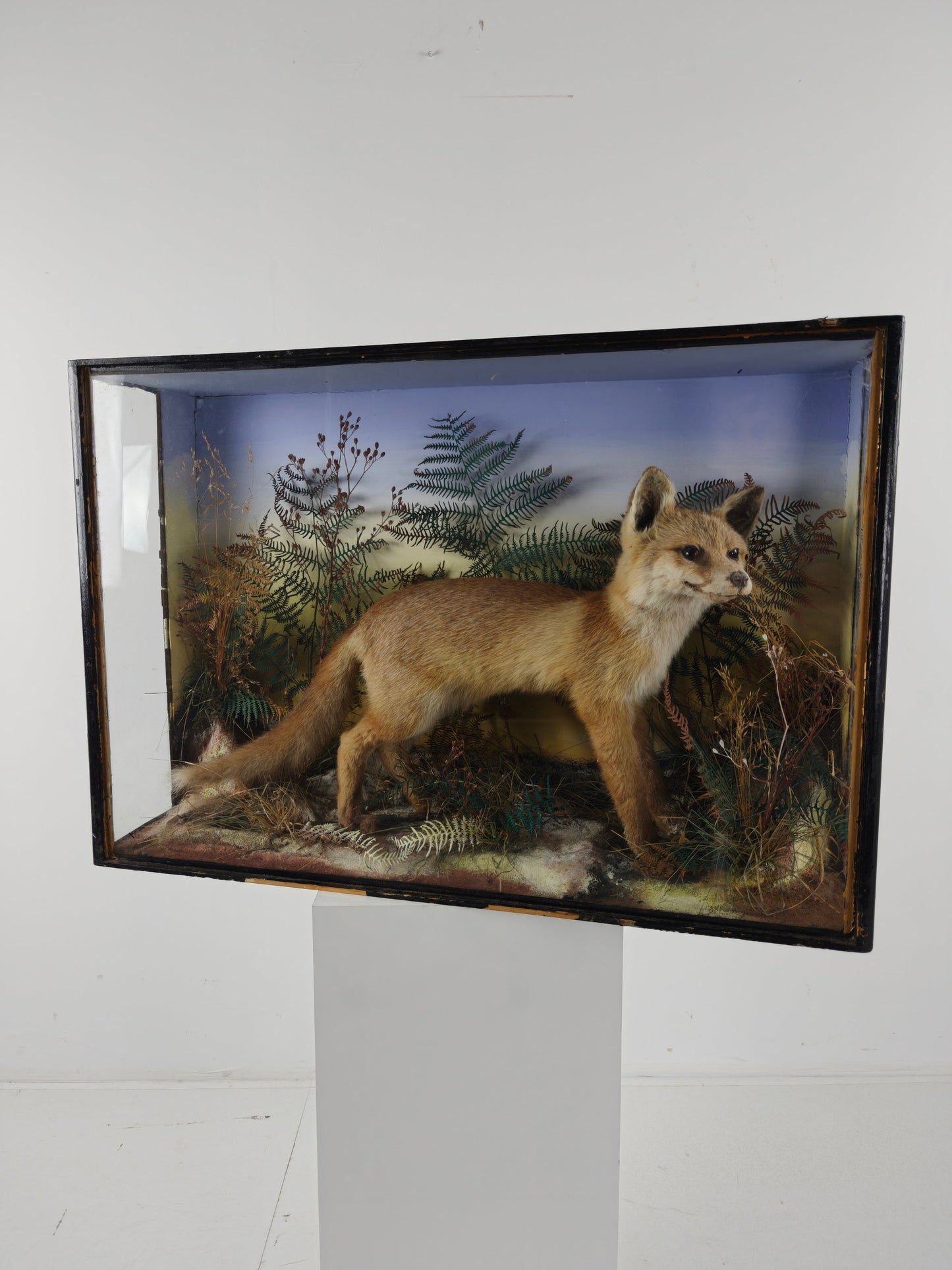 Fine 19th Century Cased Taxidermy by James Hutchings – Fox Cub in Decorative Setting Fine 19th Century Cased Taxidermy by James Hutchings – Fox Cub in Decorative Setting