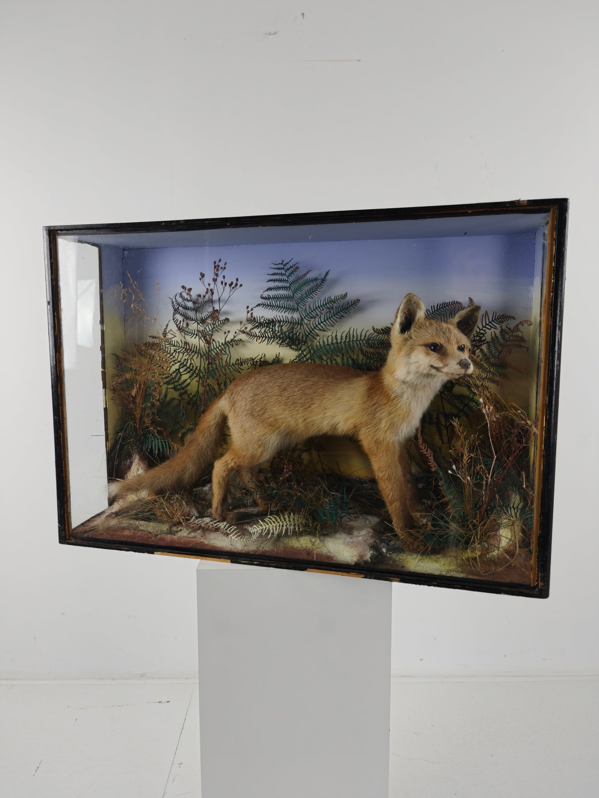 Fine 19th Century Cased Taxidermy by James Hutchings – Fox Cub in Decorative Setting Fine 19th Century Cased Taxidermy by James Hutchings – Fox Cub in Decorative Setting