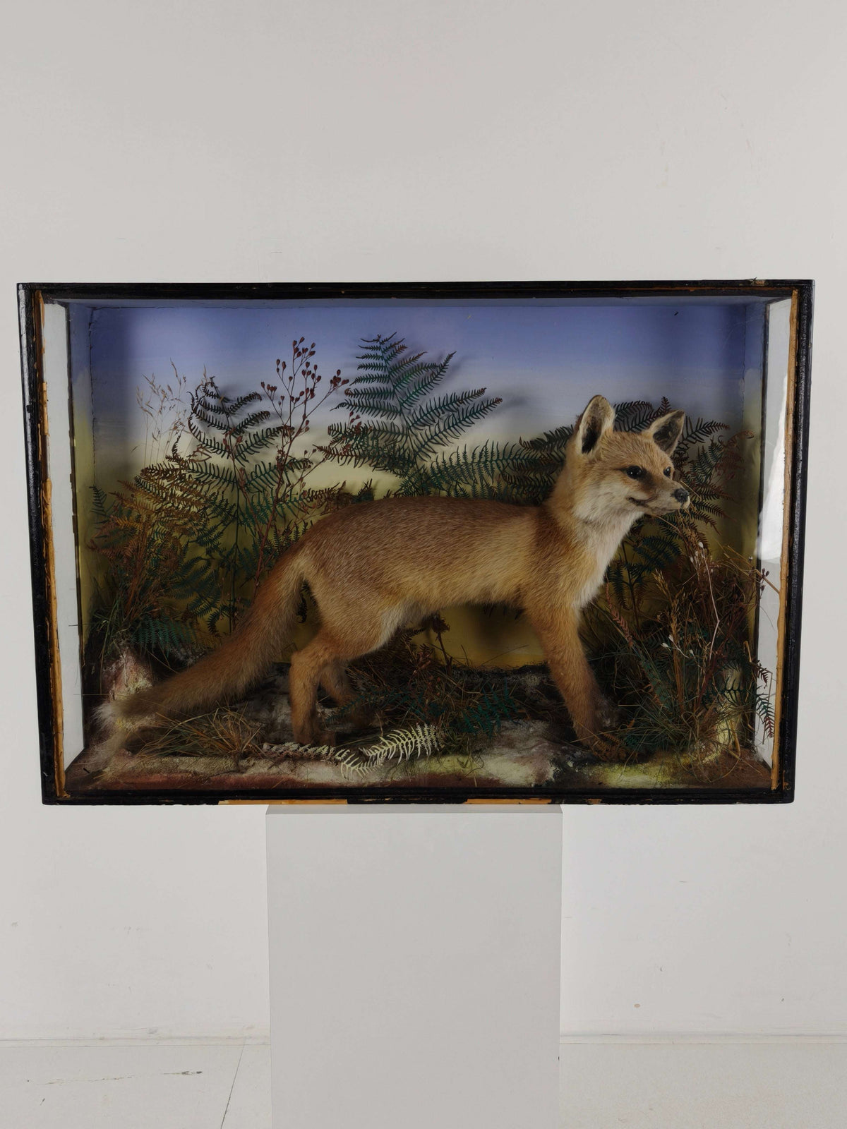 Fine 19th Century Cased Taxidermy by James Hutchings – Fox Cub in Decorative Setting Fine 19th Century Cased Taxidermy by James Hutchings – Fox Cub in Decorative Setting