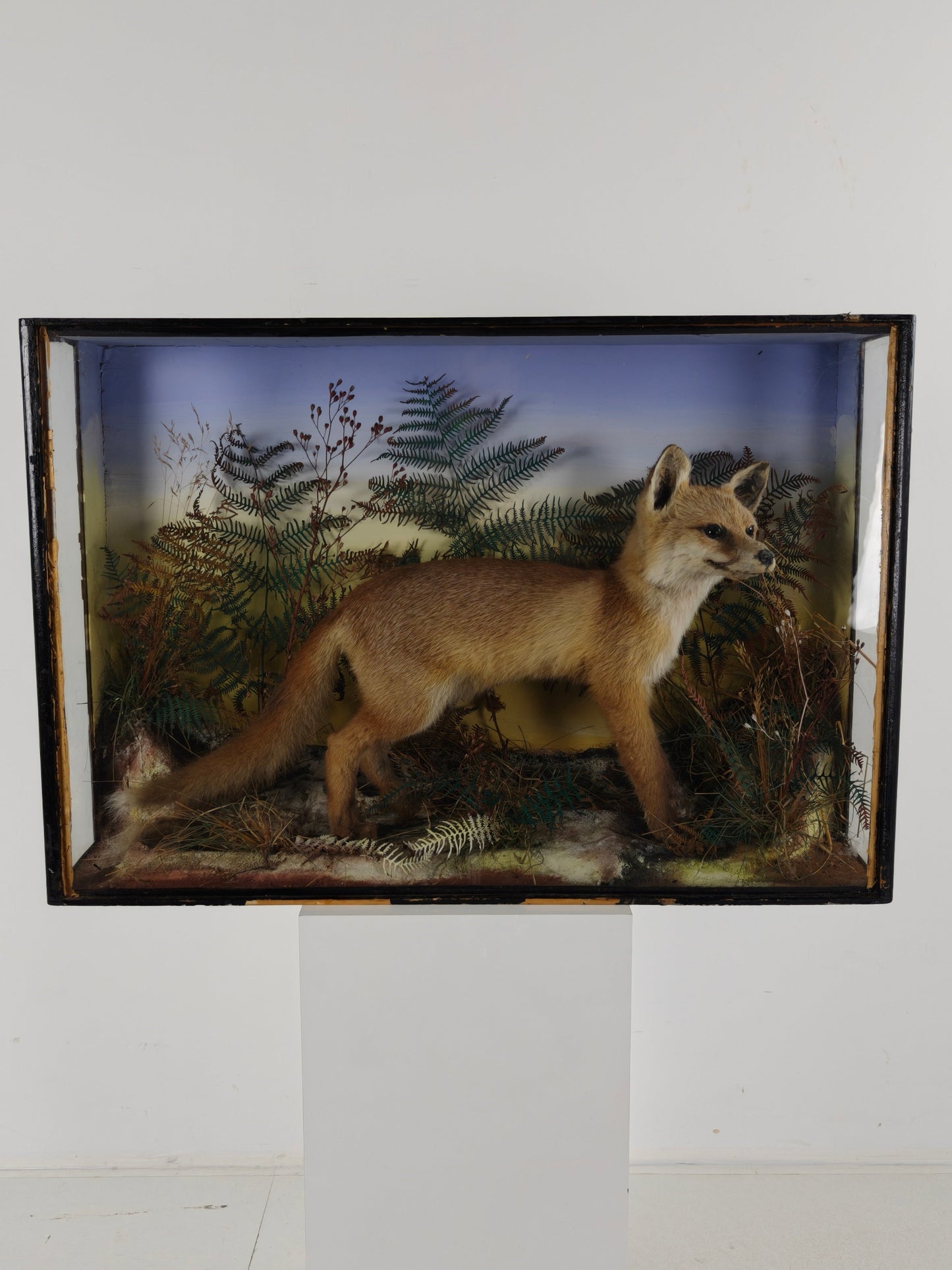 Fine 19th Century Cased Taxidermy by James Hutchings – Fox Cub in Decorative Setting Fine 19th Century Cased Taxidermy by James Hutchings – Fox Cub in Decorative Setting
