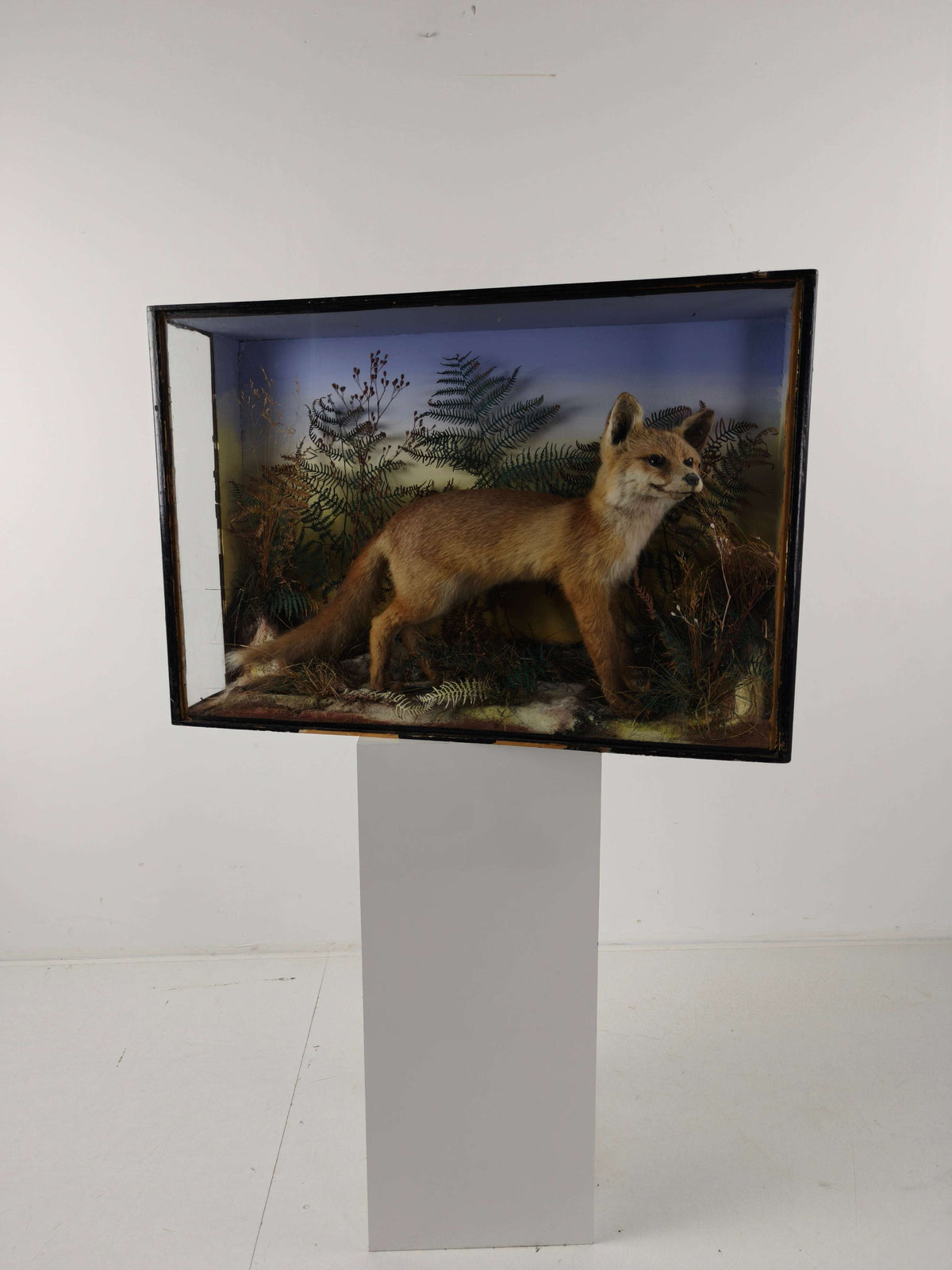 Fine 19th Century Cased Taxidermy by James Hutchings – Fox Cub in Decorative Setting Fine 19th Century Cased Taxidermy by James Hutchings – Fox Cub in Decorative Setting