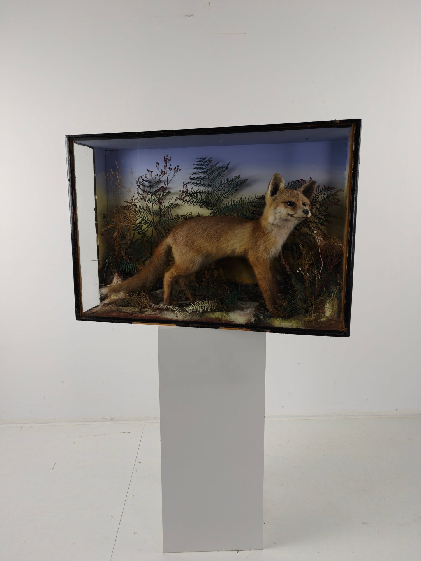 Fine 19th Century Cased Taxidermy by James Hutchings – Fox Cub in Decorative Setting Fine 19th Century Cased Taxidermy by James Hutchings – Fox Cub in Decorative Setting