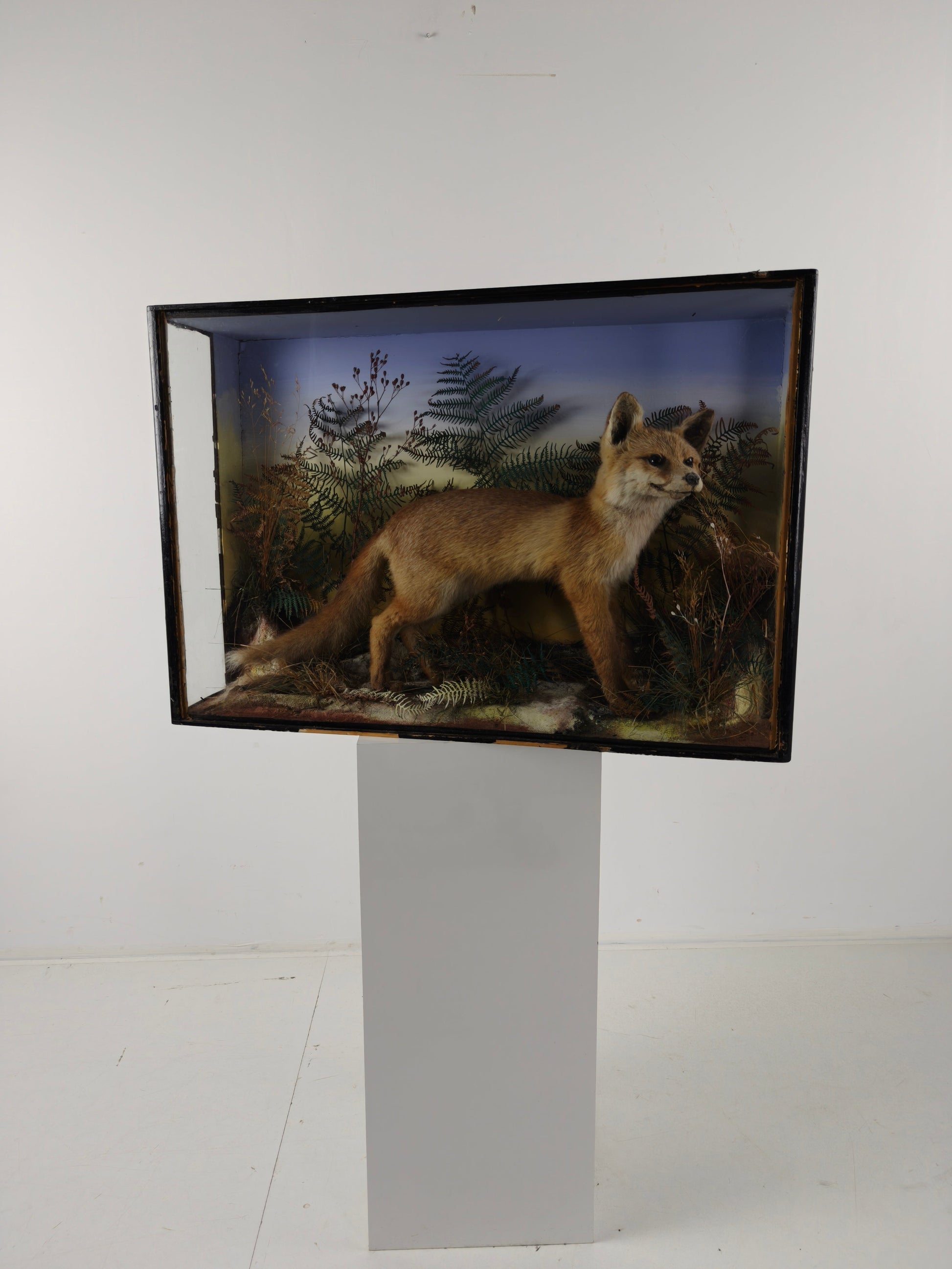 Fine 19th Century Cased Taxidermy by James Hutchings – Fox Cub in Decorative Setting Fine 19th Century Cased Taxidermy by James Hutchings – Fox Cub in Decorative Setting
