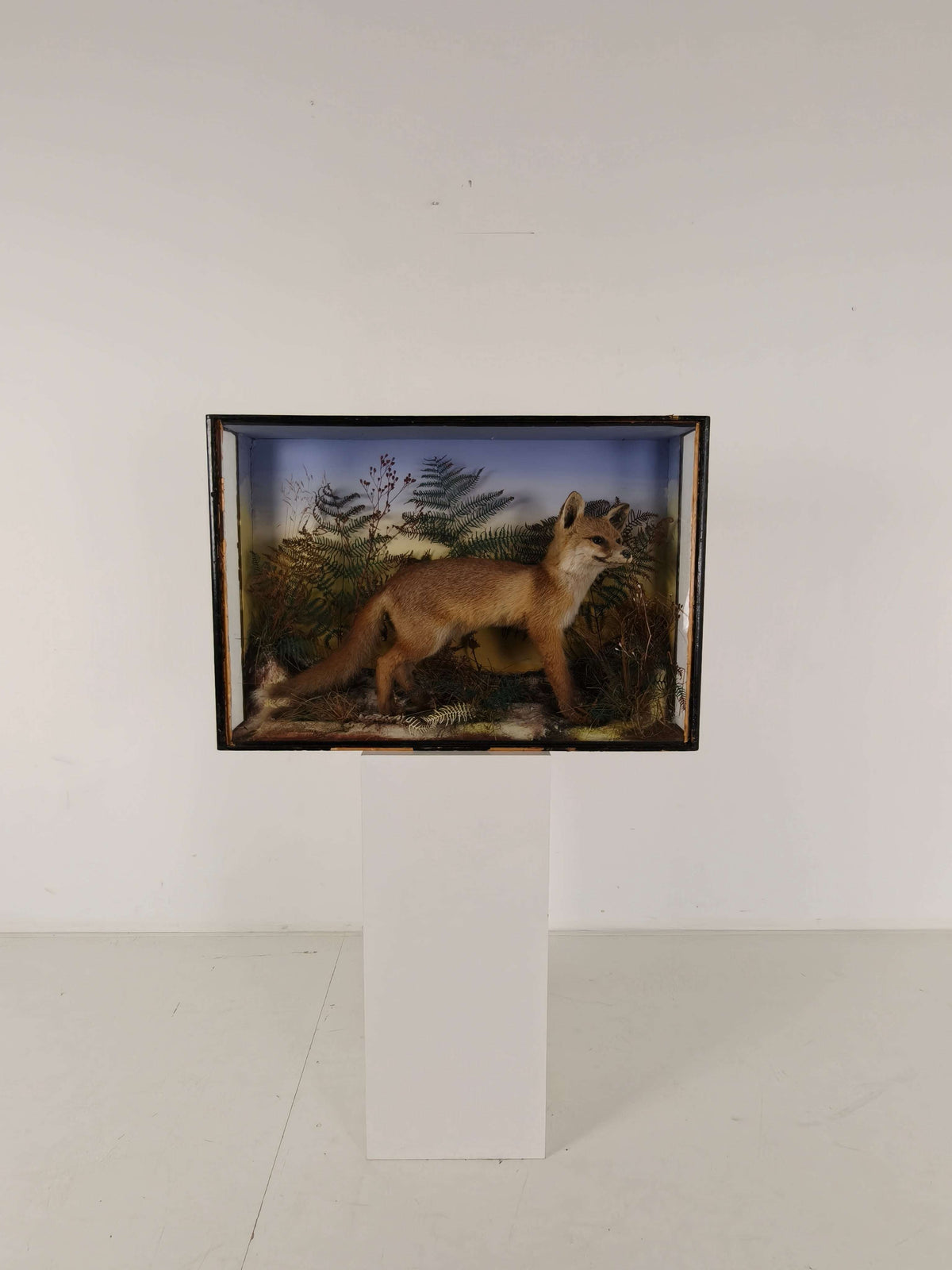 Fine 19th Century Cased Taxidermy by James Hutchings – Fox Cub in Decorative Setting Fine 19th Century Cased Taxidermy by James Hutchings – Fox Cub in Decorative Setting