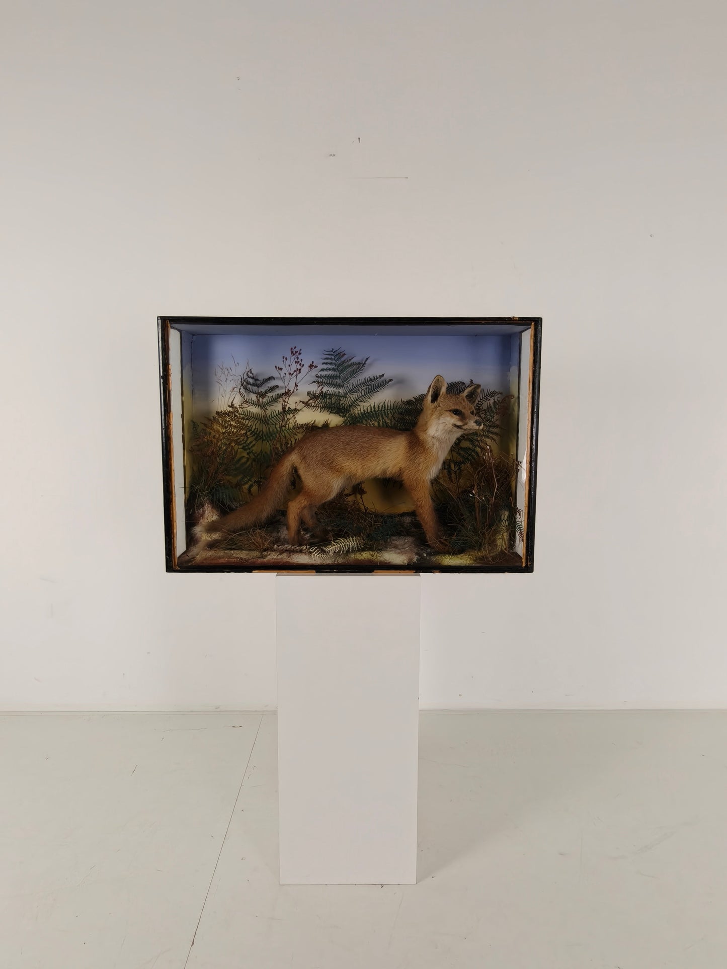 Fine 19th Century Cased Taxidermy by James Hutchings – Fox Cub in Decorative Setting Fine 19th Century Cased Taxidermy by James Hutchings – Fox Cub in Decorative Setting