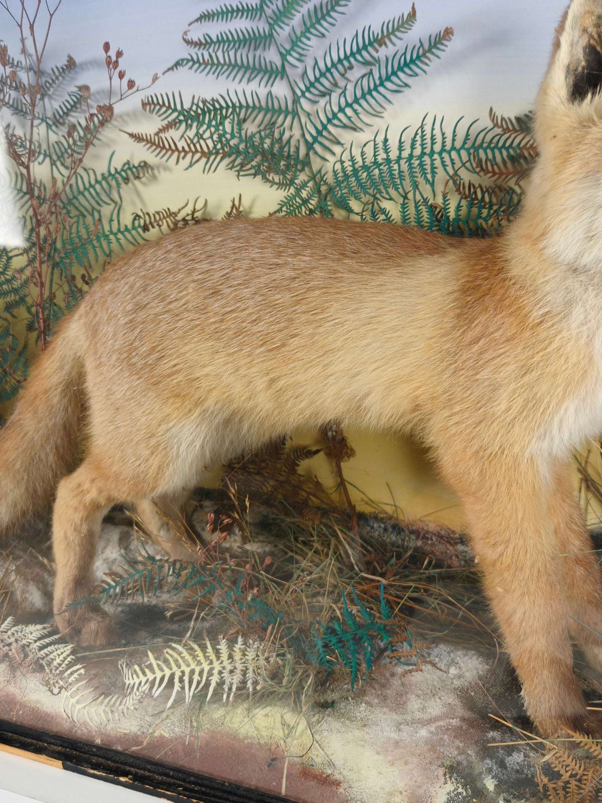 Fine 19th Century Cased Taxidermy by James Hutchings – Fox Cub in Decorative Setting Fine 19th Century Cased Taxidermy by James Hutchings – Fox Cub in Decorative Setting