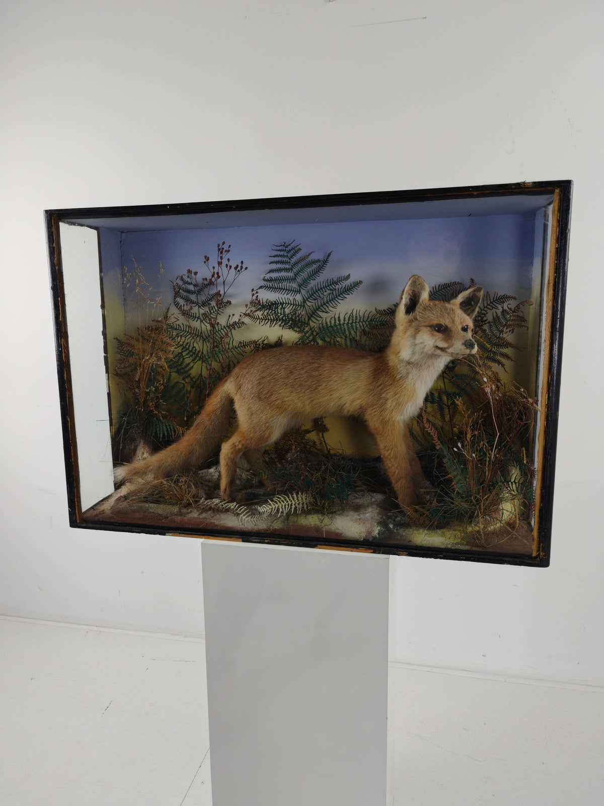 Fine 19th Century Cased Taxidermy by James Hutchings – Fox Cub in Decorative Setting Fine 19th Century Cased Taxidermy by James Hutchings – Fox Cub in Decorative Setting