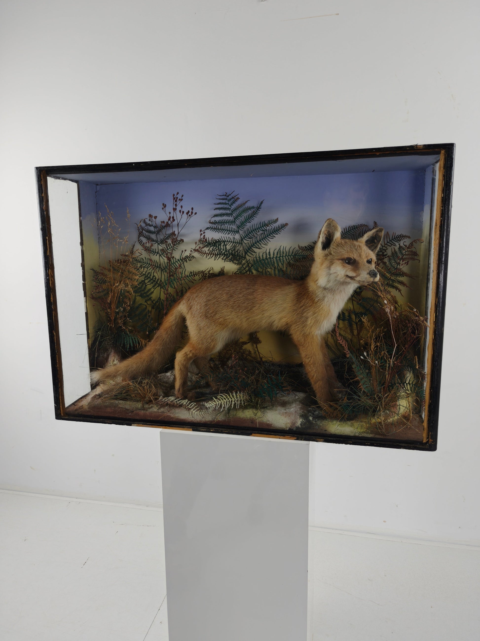 Fine 19th Century Cased Taxidermy by James Hutchings – Fox Cub in Decorative Setting Fine 19th Century Cased Taxidermy by James Hutchings – Fox Cub in Decorative Setting