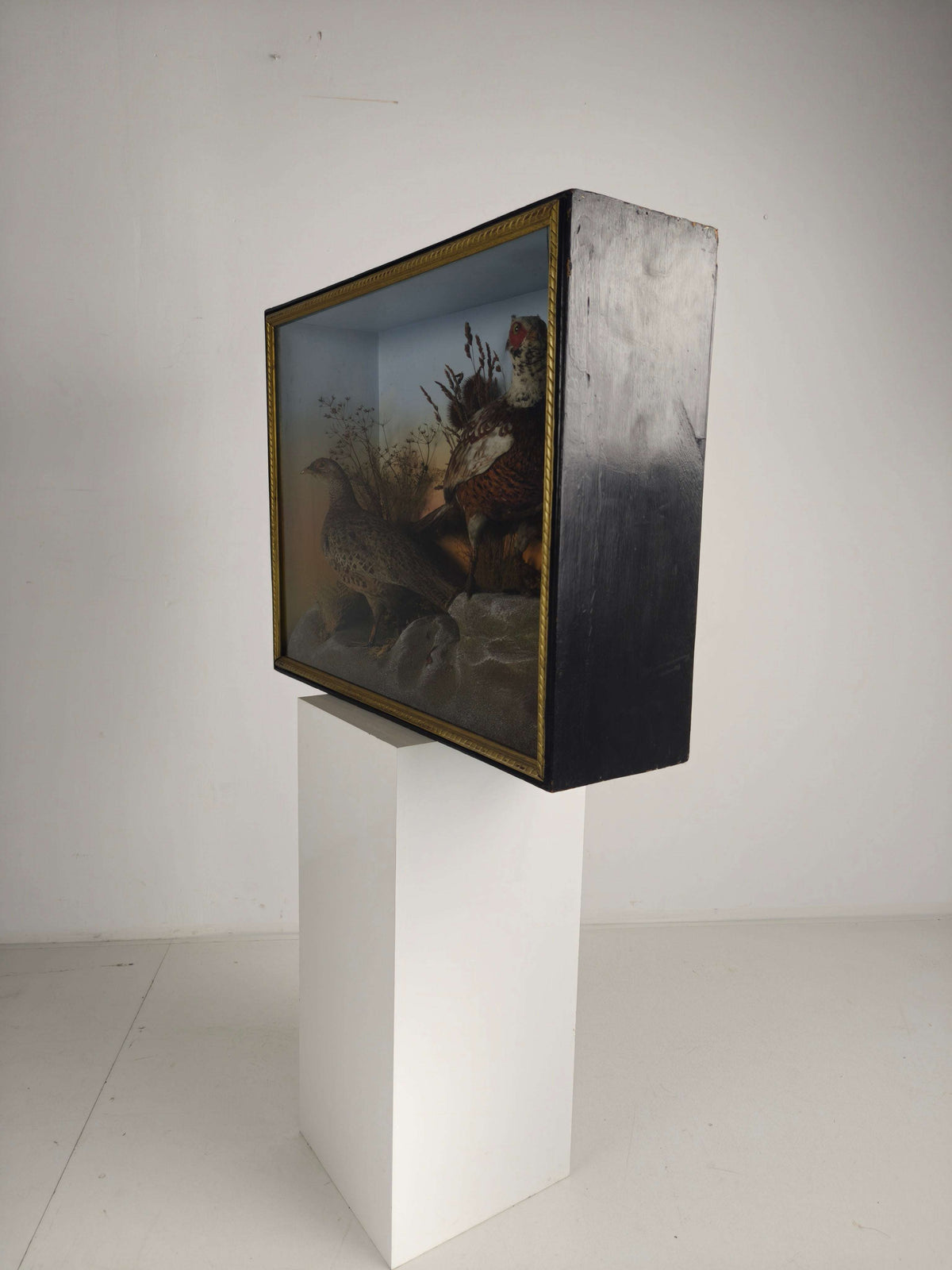 Fine 19th Century Cased Taxidermy by James Hutchings – Two Pheasants with Decorative Background Fine 19th Century Cased Taxidermy by James Hutchings – Two Pheasants with Decorative Background