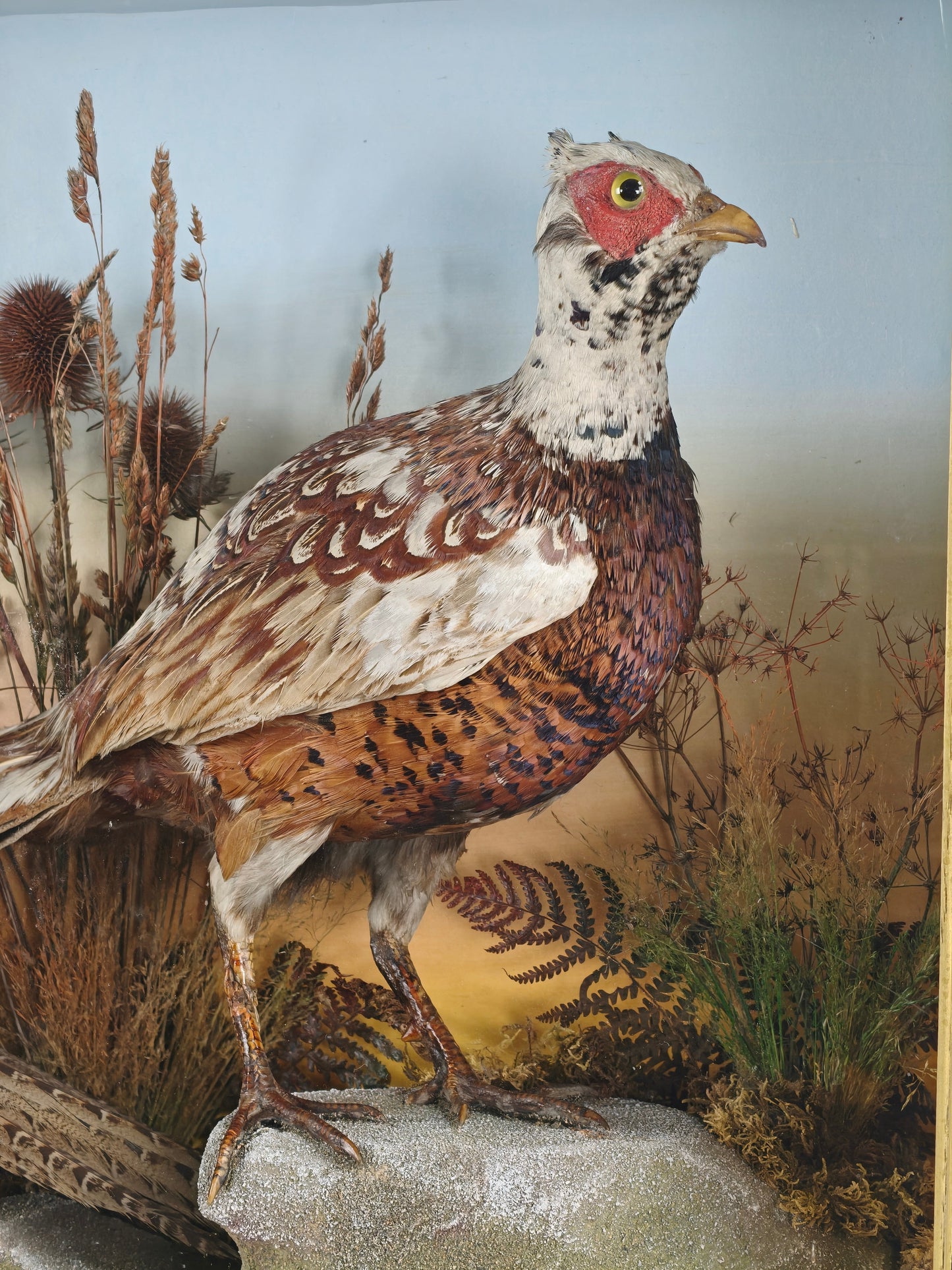 Fine 19th Century Cased Taxidermy by James Hutchings – Two Pheasants with Decorative Background Fine 19th Century Cased Taxidermy by James Hutchings – Two Pheasants with Decorative Background