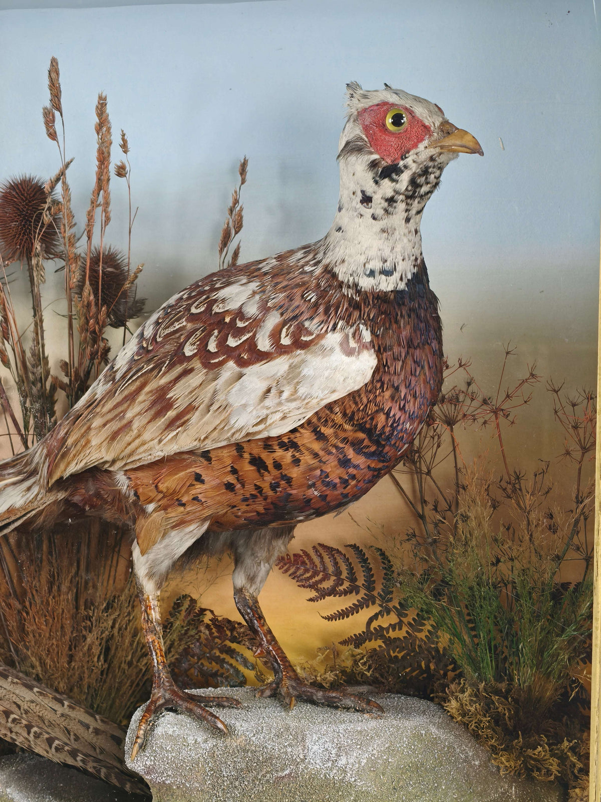 Fine 19th Century Cased Taxidermy by James Hutchings – Two Pheasants with Decorative Background Fine 19th Century Cased Taxidermy by James Hutchings – Two Pheasants with Decorative Background