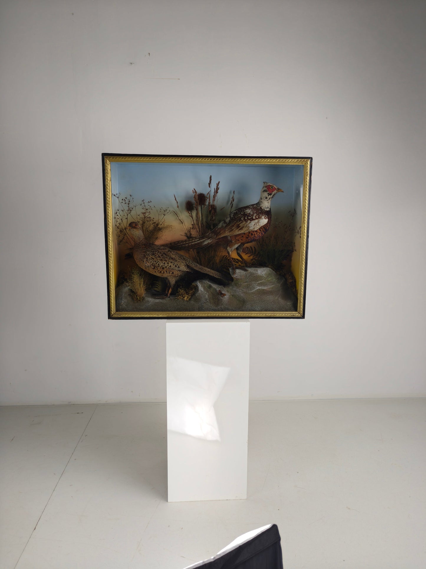 Fine 19th Century Cased Taxidermy by James Hutchings – Two Pheasants with Decorative Background Fine 19th Century Cased Taxidermy by James Hutchings – Two Pheasants with Decorative Background