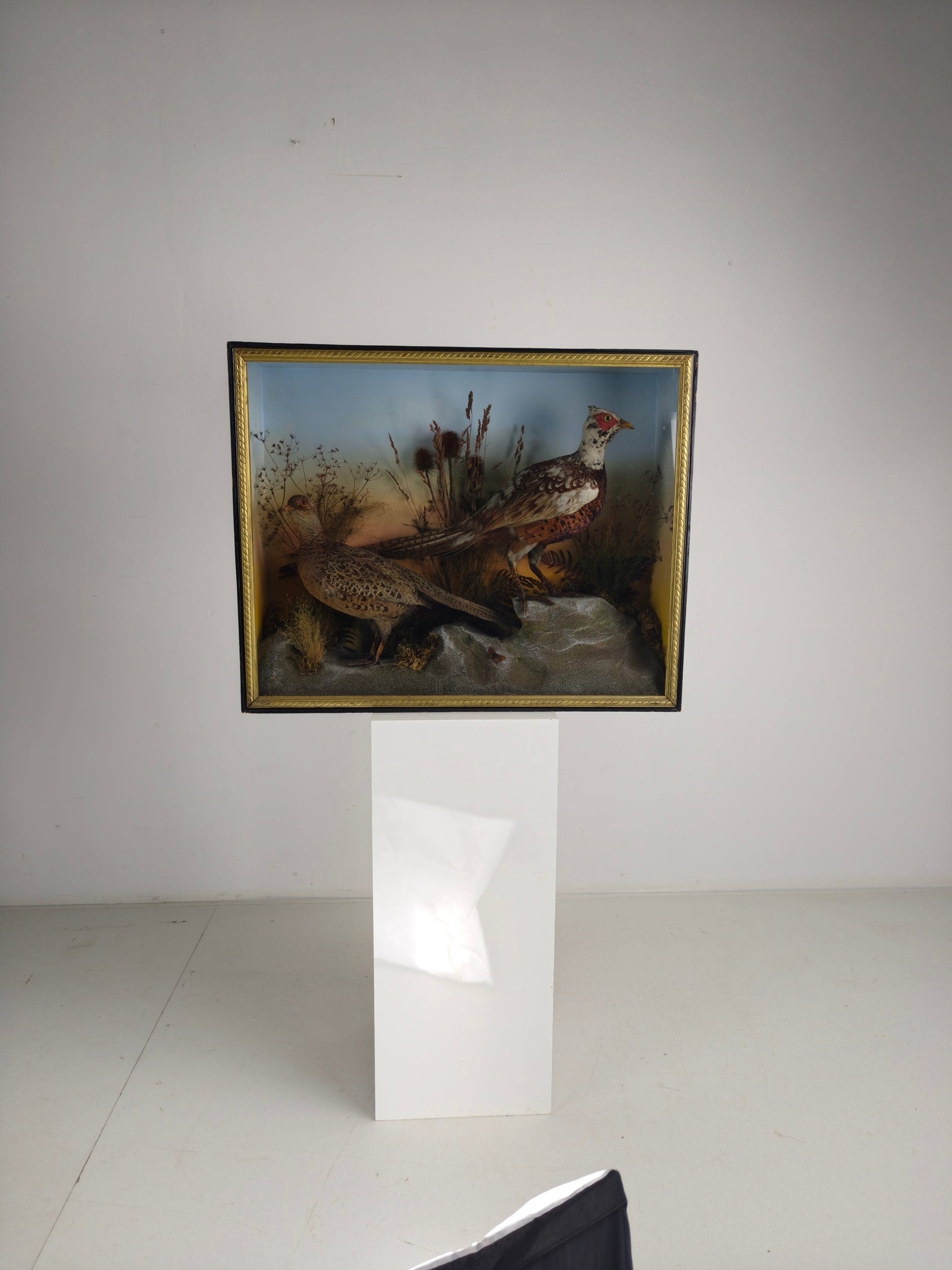 Fine 19th Century Cased Taxidermy by James Hutchings – Two Pheasants with Decorative Background Fine 19th Century Cased Taxidermy by James Hutchings – Two Pheasants with Decorative Background