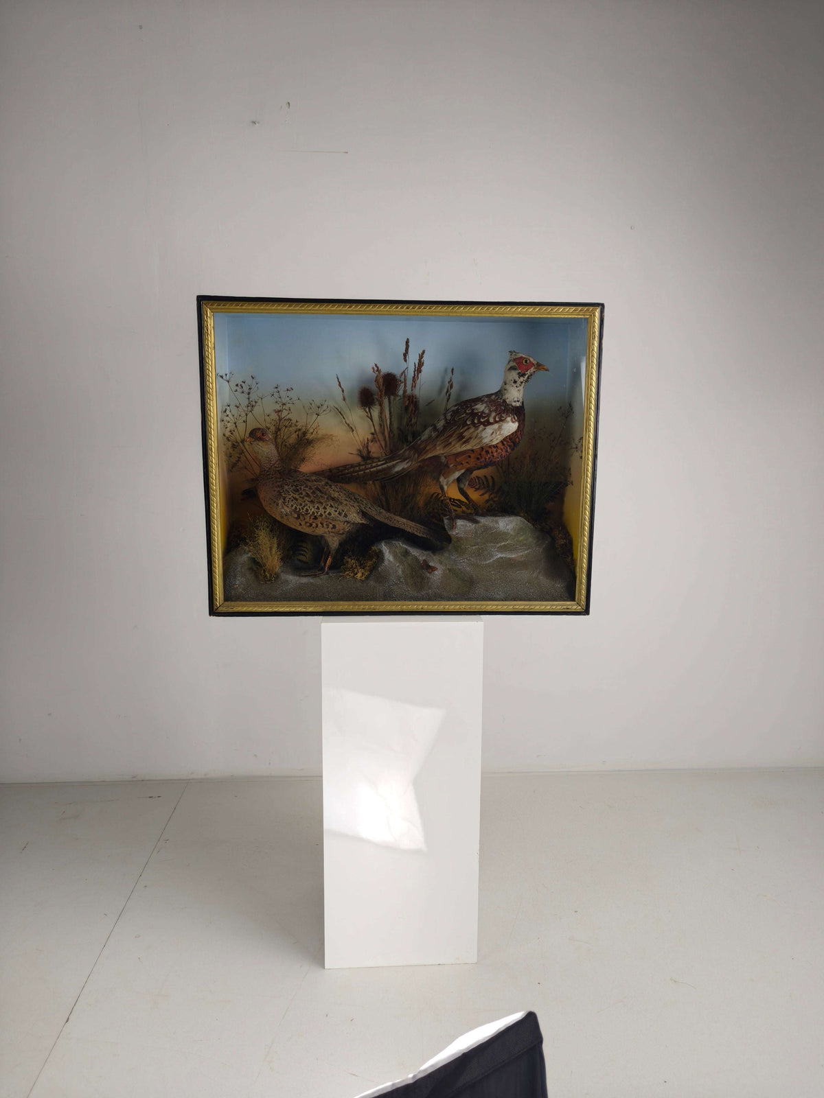 Fine 19th Century Cased Taxidermy by James Hutchings – Two Pheasants with Decorative Background Fine 19th Century Cased Taxidermy by James Hutchings – Two Pheasants with Decorative Background