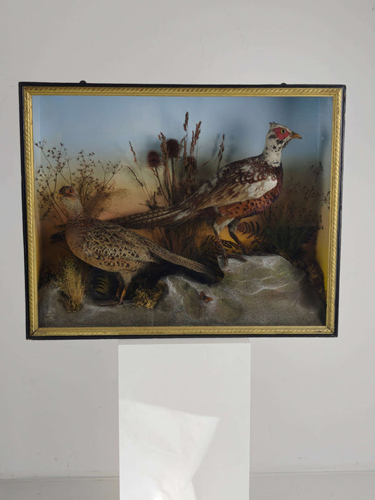 Fine 19th Century Cased Taxidermy by James Hutchings – Two Pheasants with Decorative Background Fine 19th Century Cased Taxidermy by James Hutchings – Two Pheasants with Decorative Background