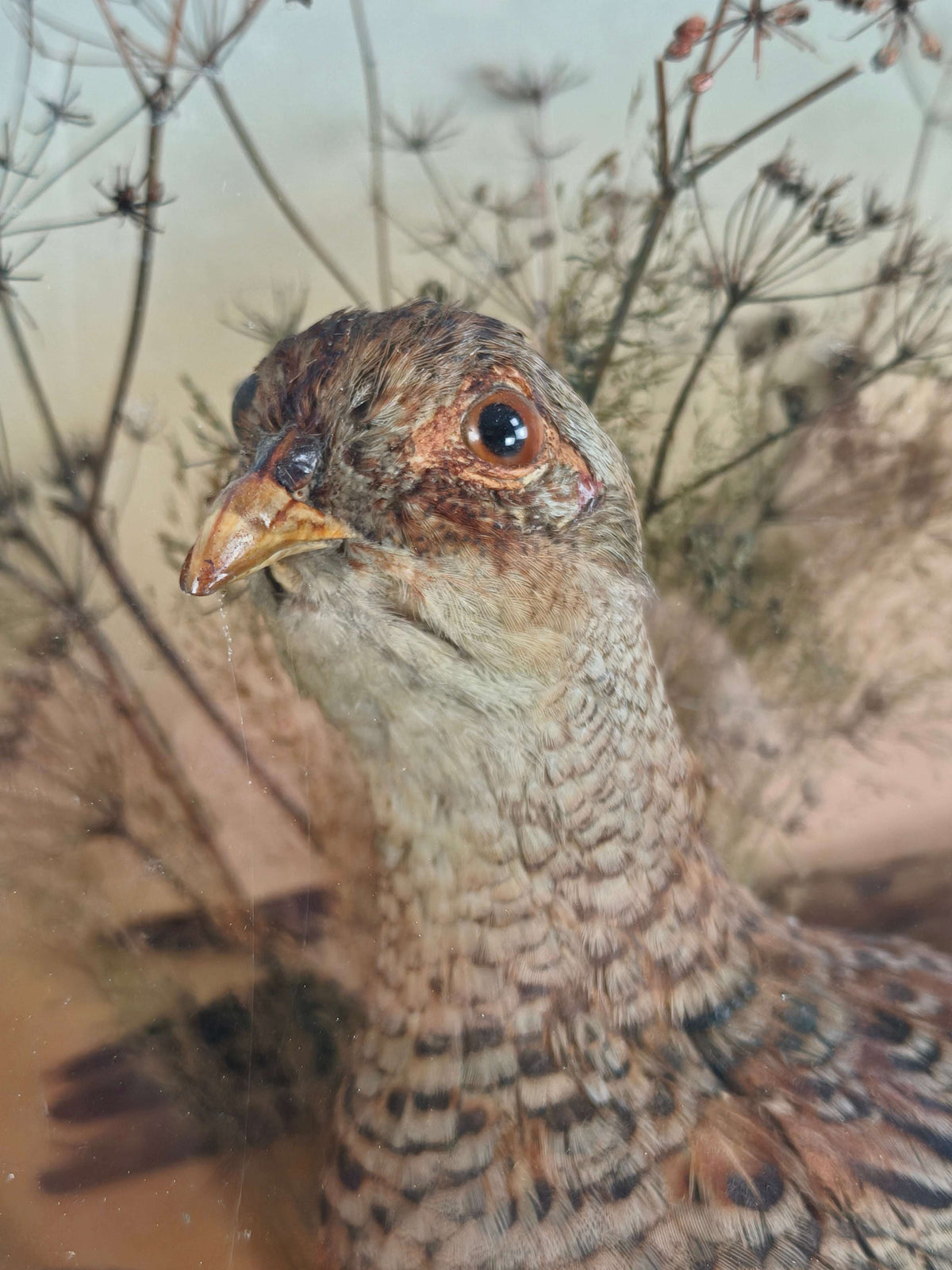Fine 19th Century Cased Taxidermy by James Hutchings – Two Pheasants with Decorative Background Fine 19th Century Cased Taxidermy by James Hutchings – Two Pheasants with Decorative Background