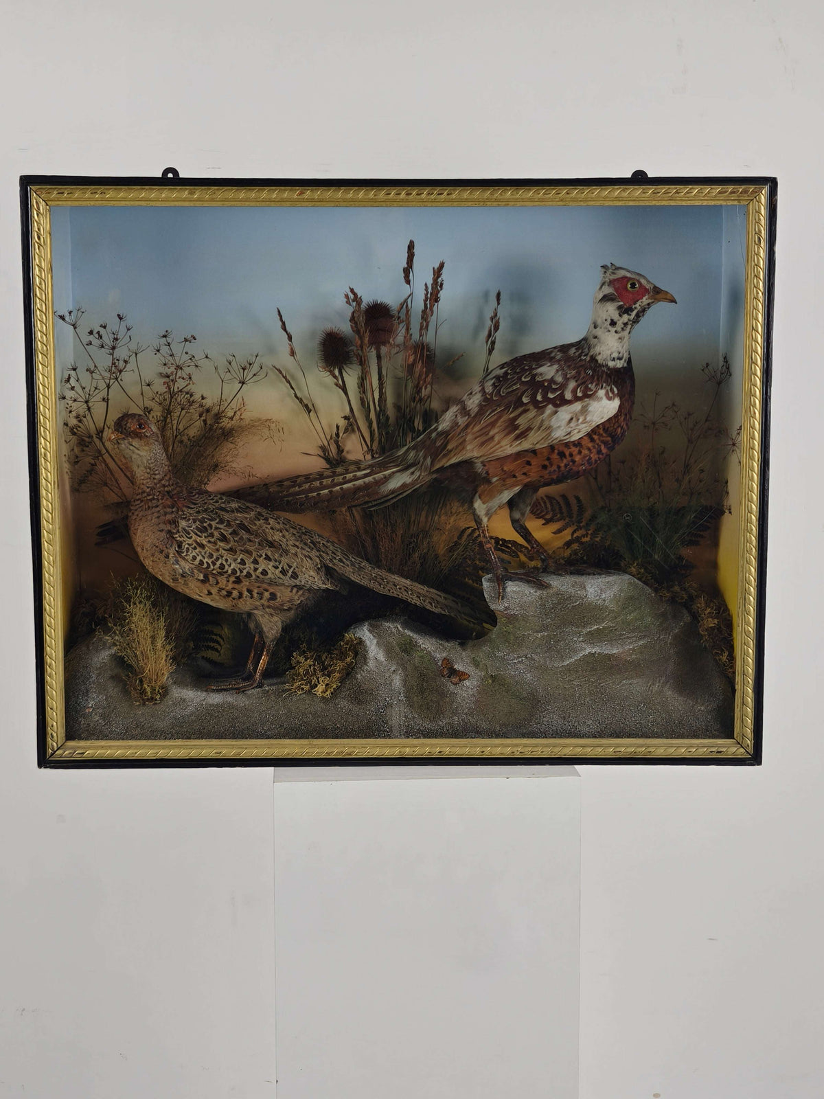 Fine 19th Century Cased Taxidermy by James Hutchings – Two Pheasants with Decorative Background Fine 19th Century Cased Taxidermy by James Hutchings – Two Pheasants with Decorative Background