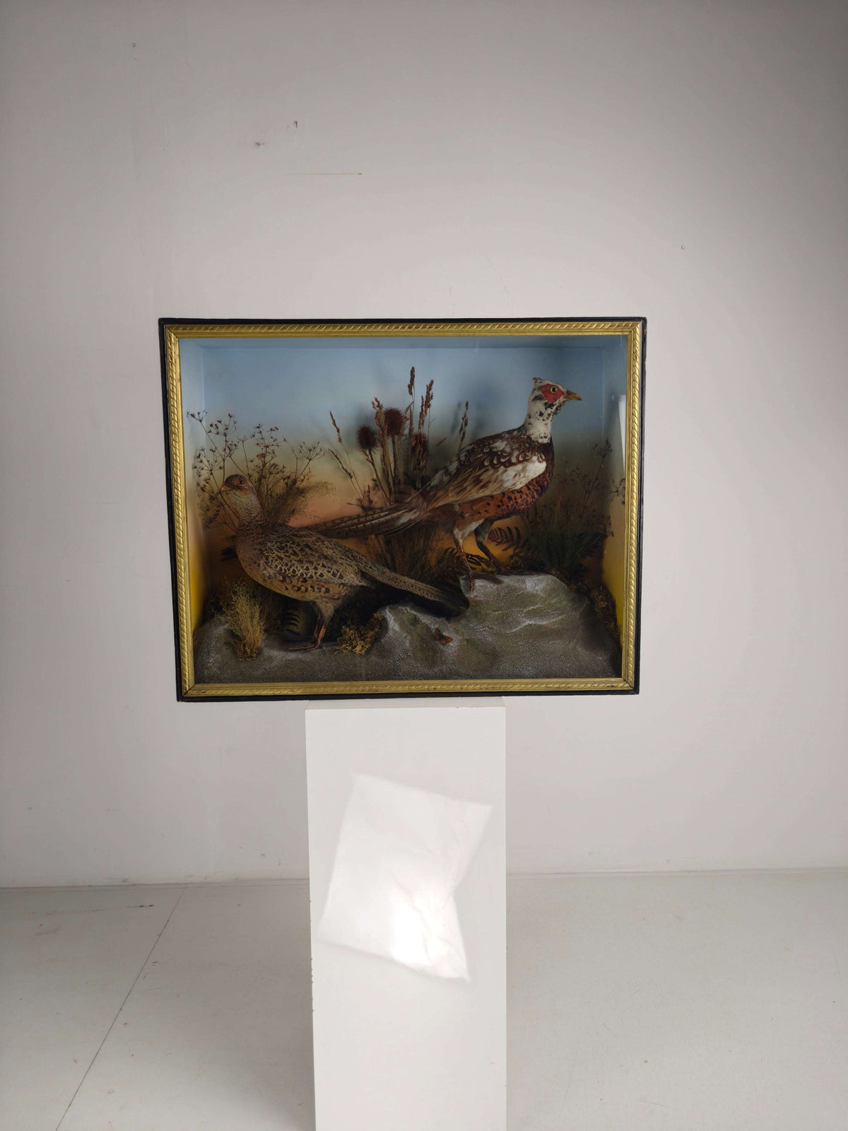 Fine 19th Century Cased Taxidermy by James Hutchings – Two Pheasants with Decorative Background Fine 19th Century Cased Taxidermy by James Hutchings – Two Pheasants with Decorative Background